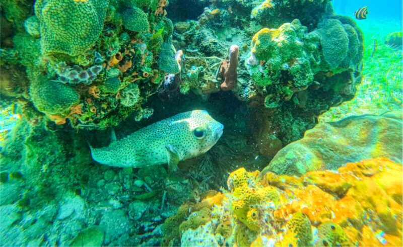 Nassau: Reef Glass Bottom & Snorkel Tour - FAQs