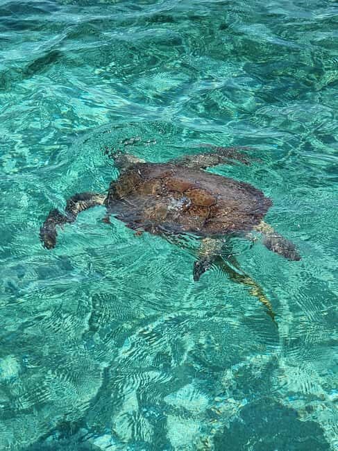 Nassau: Rose Island Swimming Pigs & Turtles Snorkeling Tour - Who Should Consider This Tour?