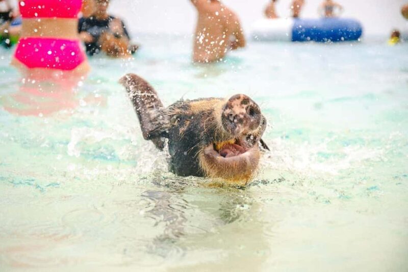 Nassau: Rose Island's Sand Dollar Beach Resort - Considerations for Travelers