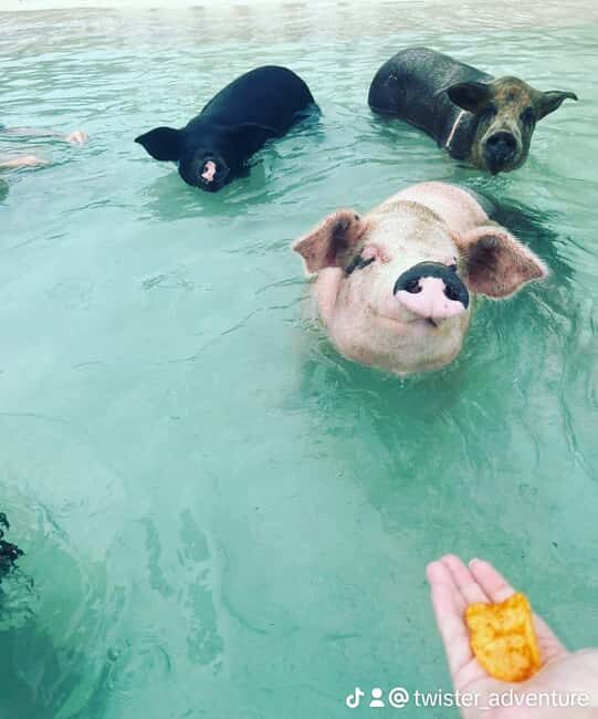 Nassau: Snorkeling, Swimming Pigs, Turtles & beach bar - Potential Drawbacks and Considerations