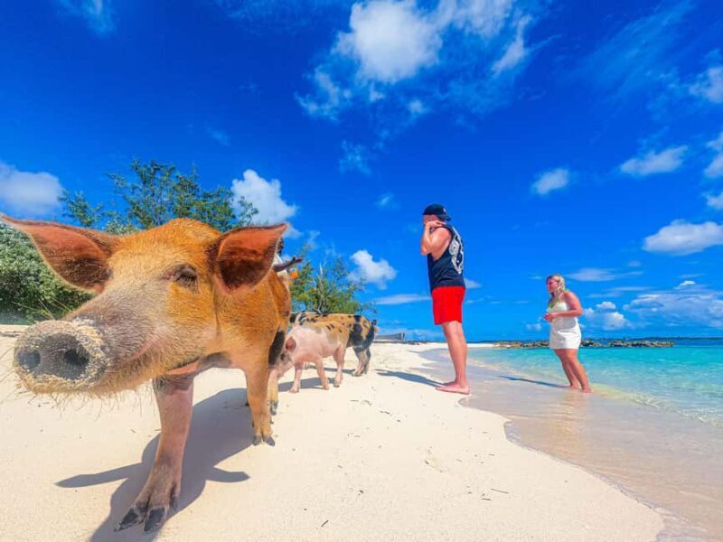 Nassau: Sun Cay and Swimming Pigs Boat Trip with Lunch - Frequently Asked Questions