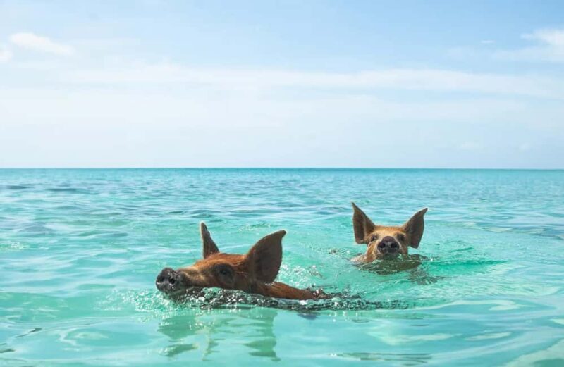 Nassau: Swimming Pigs and Private Beach Club Trip with Lunch - Who Should Consider This Tour?