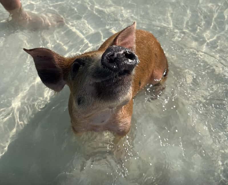Nassau: Swimming Pigs, Snorkel and Lunch by Speed Boat - Who will love this tour?