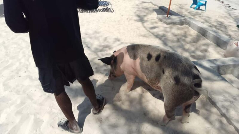 Nassau: Swimming with Pigs, Snorkeling, and Sightseeing Tour - Visiting Pig Island: The Main Attraction