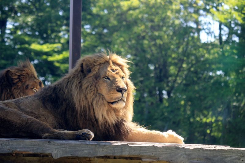 Nasu Safari Park Ticket - Nasu Safari Park’s close-up animal encounters