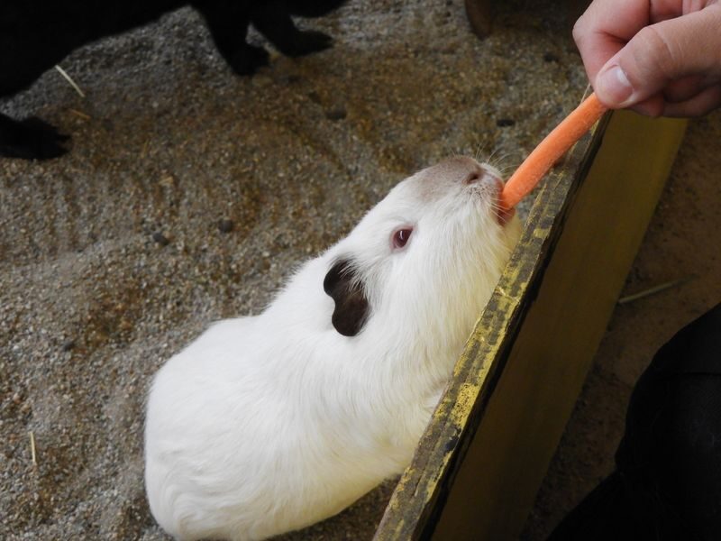Nasu Safari Park Ticket - How long to allow, and what the visit feels like