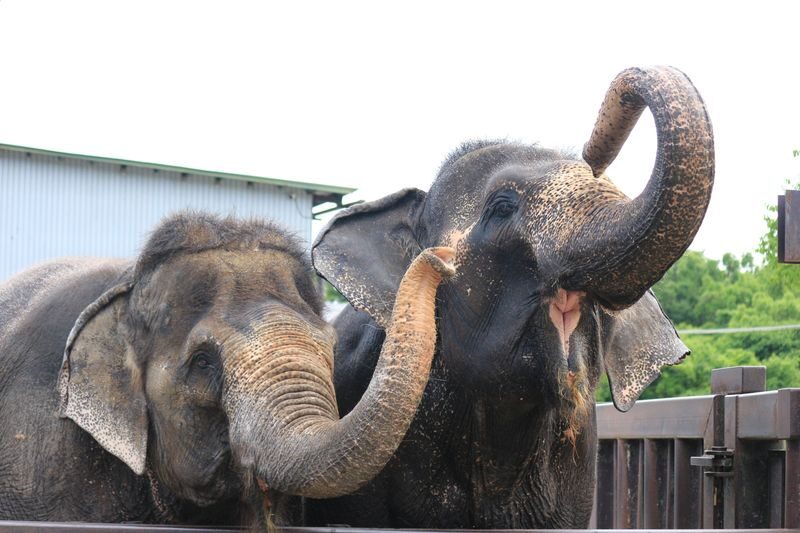 Nasu Safari Park Ticket - Is the ticket good value?