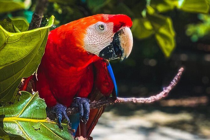 National Aviary & Mambo Beach Club Baru - Playa Blanca - Exploring the Tour Step-by-Step