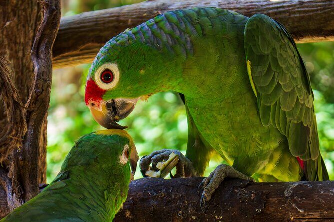 National Aviary & Mambo Beach Club Baru - Playa Blanca - Who Will Love This Tour?