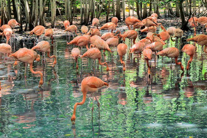 National Aviary & Mambo Beach Club Baru - Playa Blanca - Final Thoughts: Is This Tour Worth It?