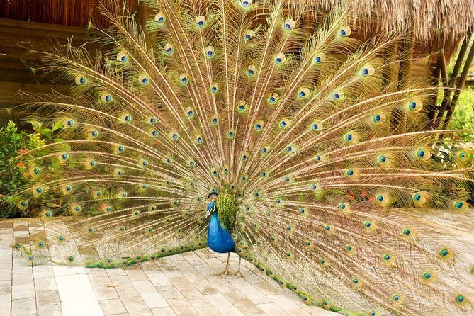 National Aviary private from Cartagena - Final Thoughts on Value and Experience