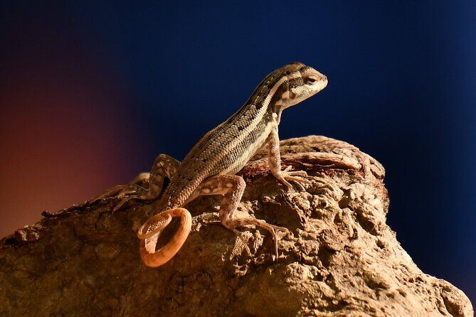 National Park of the East Private Hiking Tour with Swimming - Authenticity and Family-Friendly Appeal