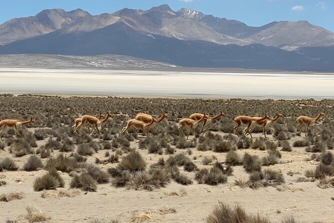 National Reserve of Salinas and Aguada Blanca - FAQ