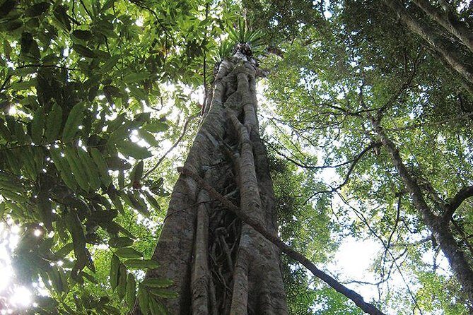 Natural Bridge Glow Worm Night Tour from Gold Coast - FAQ