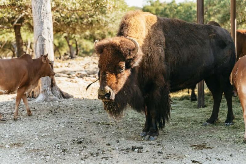 Natural Bridge Wildlife Ranch: Self-Guided Safari Drive-Thru - FAQ