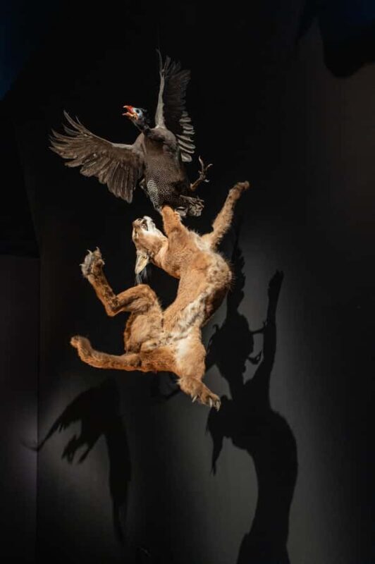 Natural History Museum LA: Entry + Fierce! The Story of Cats - Key Points