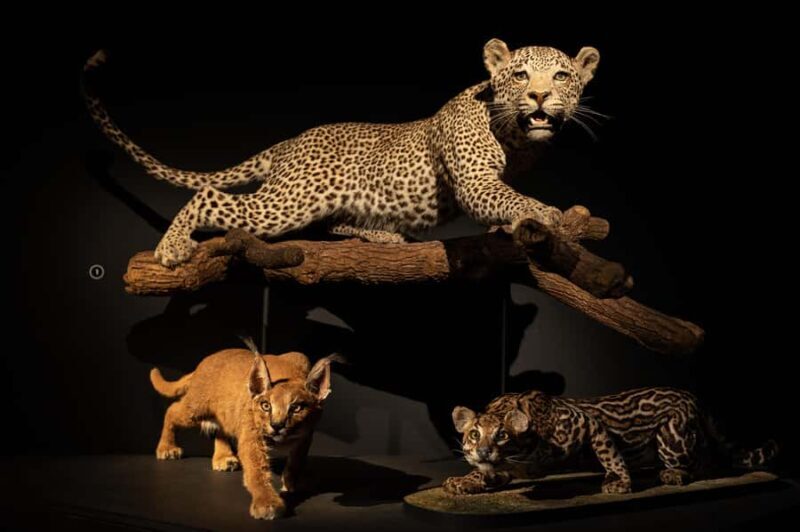 Natural History Museum LA: Entry + Fierce! The Story of Cats - Who Is This Experience Best Suited For?