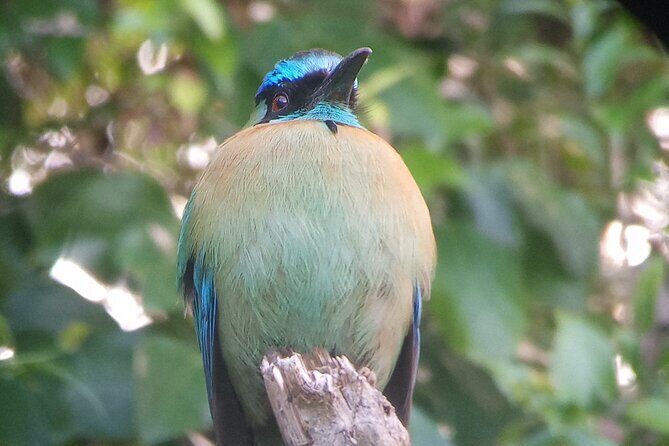 Natural History of the Cloud Forest - Key Points