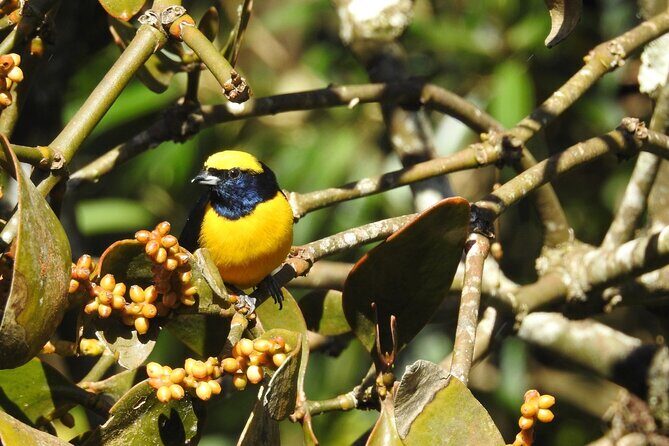 Natural History Tour at Curi Cancha Reserve in Monteverde - Who Will Love This Tour?