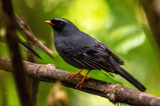 Natural History Walk in Monteverde Cloudforest preserve - The Sum Up