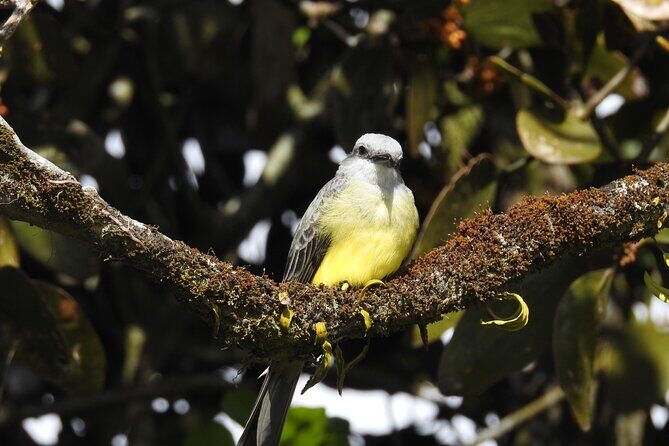Natural History Walking Tour in Monteverde Cloud Forest Reserve - Who Would Love This Tour?