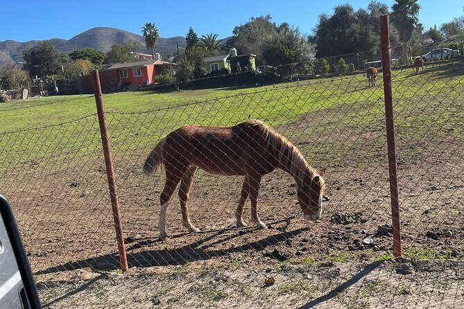 Natural Hot Springs Horseback Riding and Carne Asada Experience - Practical Details & Considerations