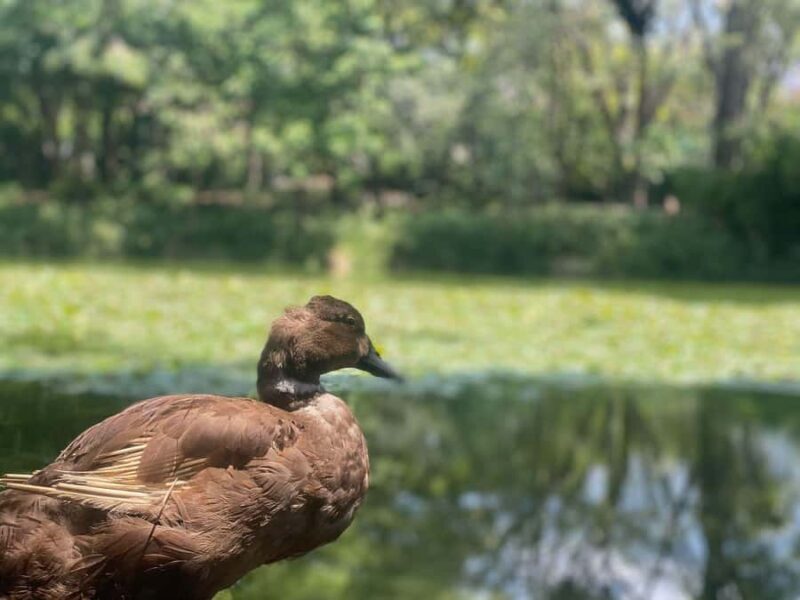 Natural Medellin: Botanical garden, Arví park, El Volador hill and lunch. - The Sum Up