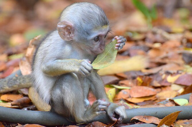 Natural Wonders of Barbados Small-Group with Harrison's Cave - The Sum Up
