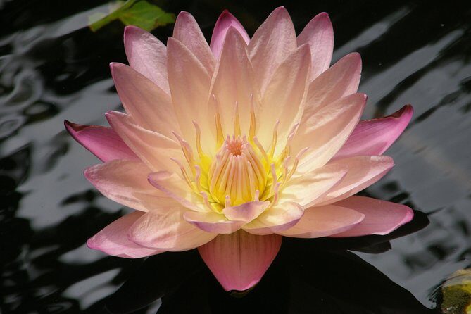 Natural Wonders of Barbados Small-Group with Harrison's Cave - Frequently Asked Questions