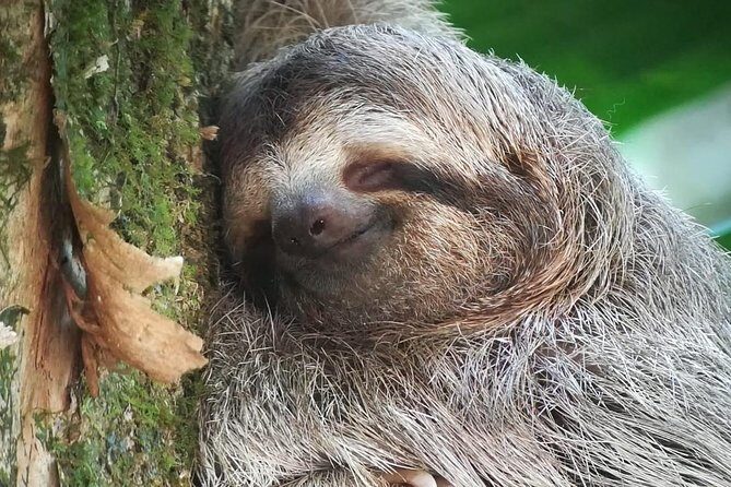 Naturalist Walk in Manuel Antonio National Park - Exploring the Naturalist Walk in Manuel Antonio National Park