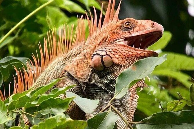 Naturalist Walk in Manuel Antonio National Park - Key Points