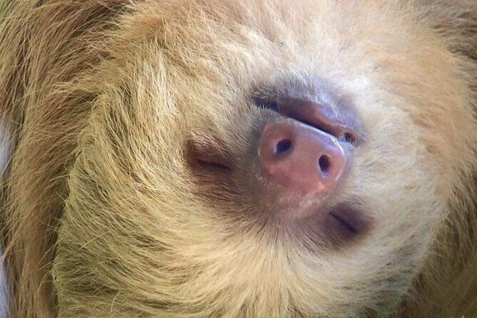 Naturalist Walk in Manuel Antonio National Park - Final Thoughts: Who Is This Tour Best For?