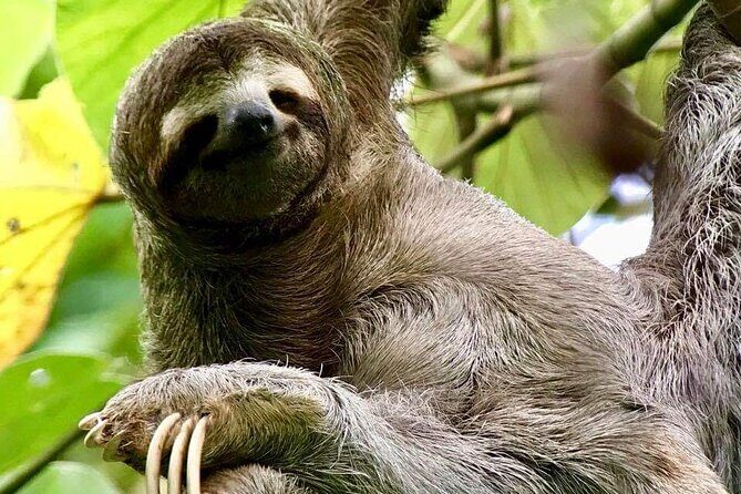 Naturalist Walk in Manuel Antonio National Park - FAQ about the Naturalist Walk in Manuel Antonio