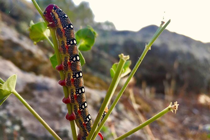 Naturalistic excursion to Ustica - In-Depth Look at the Ustica Naturalistic Excursion