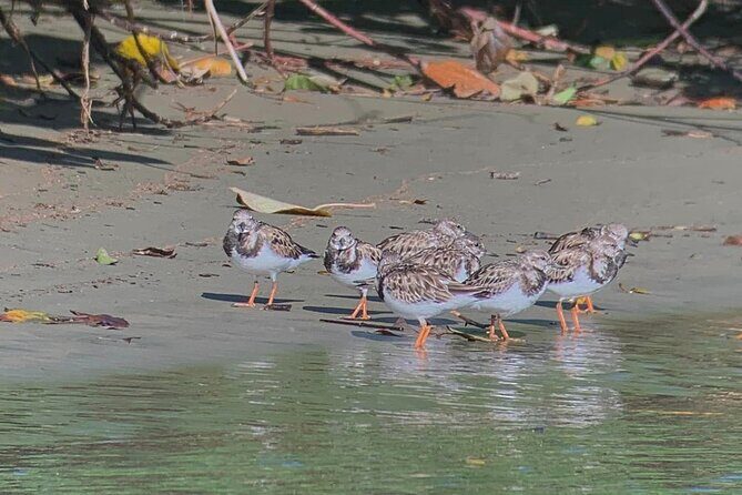 Nature and Bird Watching at Marino Ballena National Park - The Experience in Detail