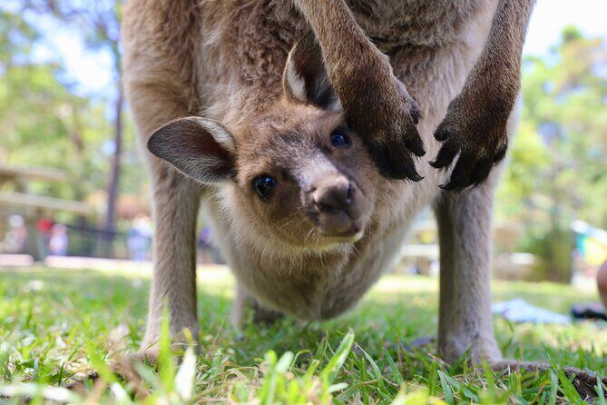 Nature and Wildlife: Australia in One Day - Private Tour - Practical Details and Considerations