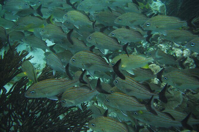 Nature Day, Sian Kaan Biosphere Tour! Round Transportation from Tulum City - FAQs