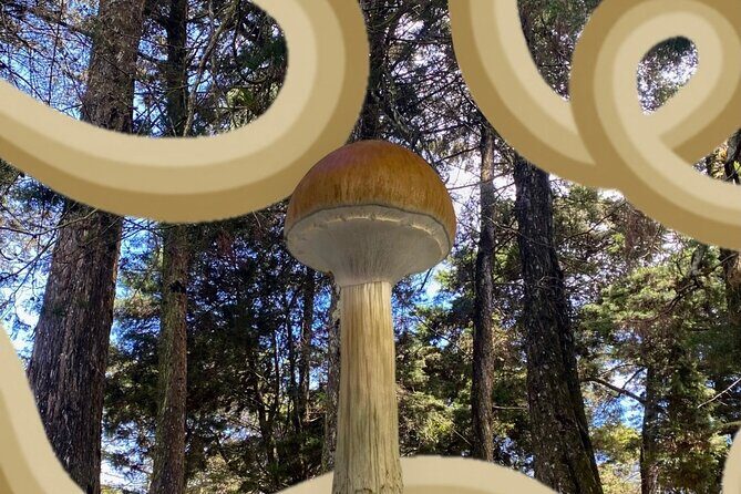 Nature Exploration and Healing Sounds in Santa Elena - Key Points