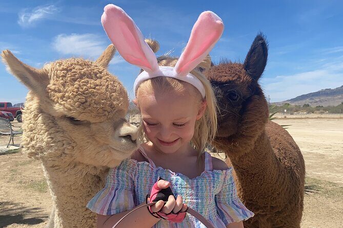 Nature Health Farms Alpaca Farm Petting Zoo Pahrump Death Valley - Key Points