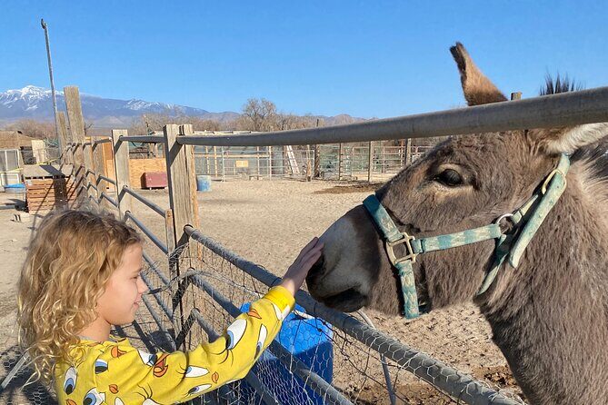 Nature Health Farms Alpaca Farm Petting Zoo Pahrump Death Valley - A Detailed Look at the Experience