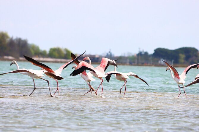 Nature Kayak Tour: Exploring Europes Largest Lagoon - Frequently Asked Questions