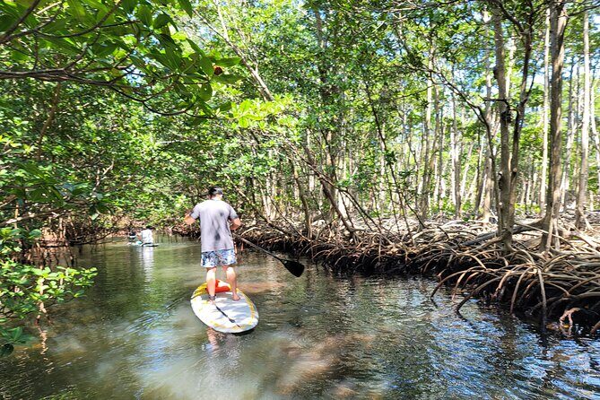 Nature Stand Up Paddle Boarding Experience in Miami - Paddling Experience and Wildlife Encounters