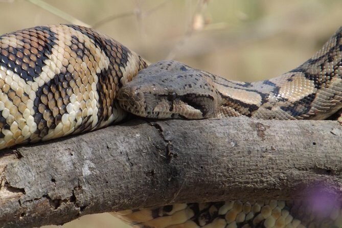 Nature tour, Pómac Forest with picnic breakfast included. - Cultural and Conservation Aspects