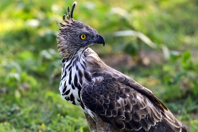 Nature Tour to Udawatte Kele Sanctuary, Kandy from Bentota - Key Points