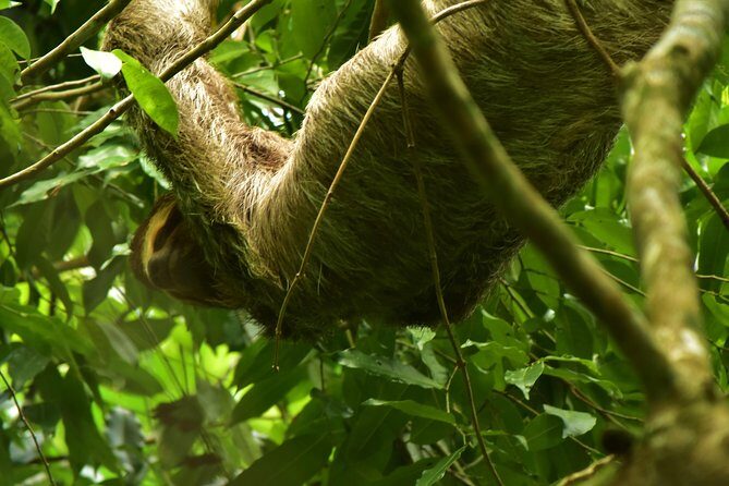 Nature walk at Mistico Park Hanging Bridges - Key Points