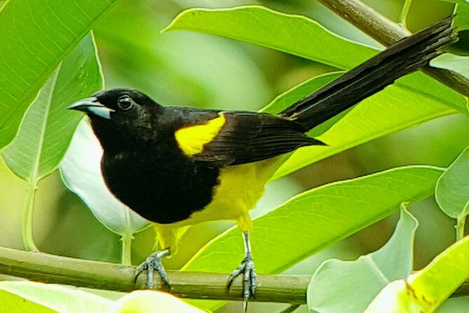 Nature walk at Mistico Park Hanging Bridges - Frequently Asked Questions