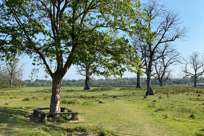 Nature Walk in Chitwan Jungle Safari with Guide - Key Points