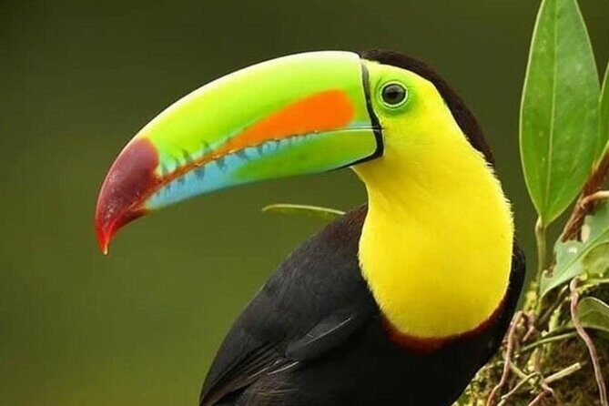 Nature walk in Curicancha Reserve - Experience the Wonders of Nature at Curicancha Reserve in Monteverde