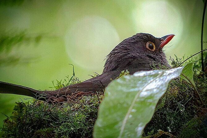 Nature walk in Curicancha Reserve - FAQs