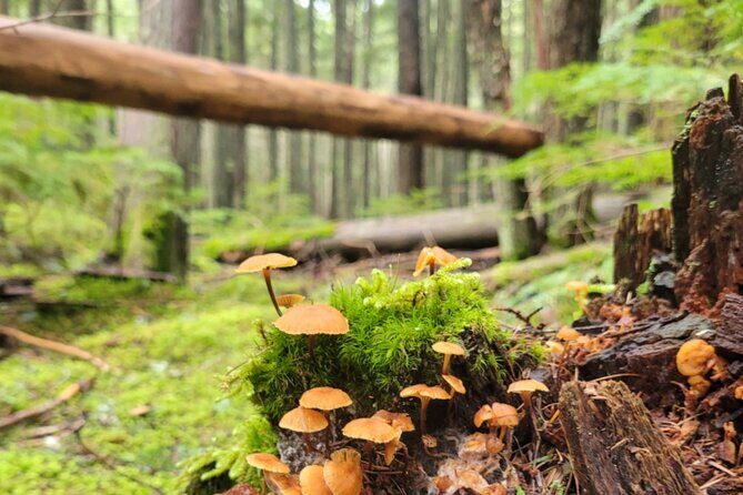 Nature Walk in Glacier National Park - Why This Tour Offers Great Value